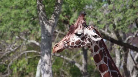 Reticulated Giraffe Stock Footage 22187264