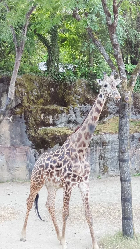 Reticulated giraffe or Giraffa camelopardalis reticulata in Latin at the Portlan Stock Footage 282291104