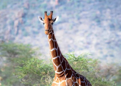 Reticulated giraffe Stock Photos