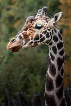 Reticulated giraffe 写真素材