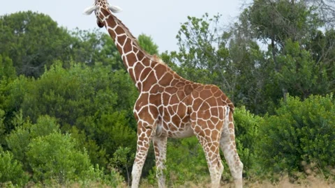 Reticulated giraffe stomping front foot in savannah after spotting elephant in Stock Footage 331286760