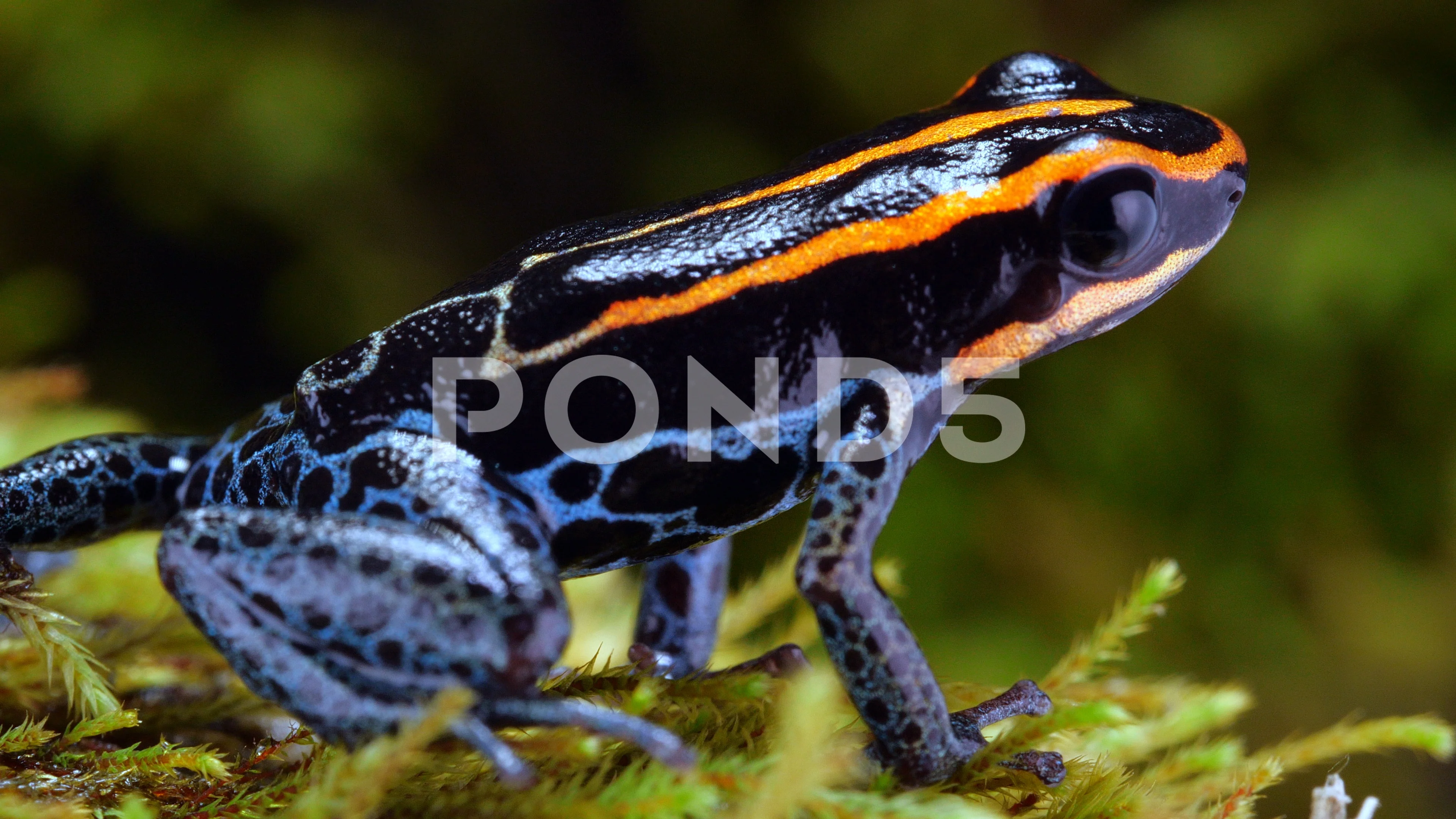Dart Frog Ranitomeya Ventrimaculata Stock Photo - Download Image Now  - Poison Arrow Frog, Frog,  Region - iStock