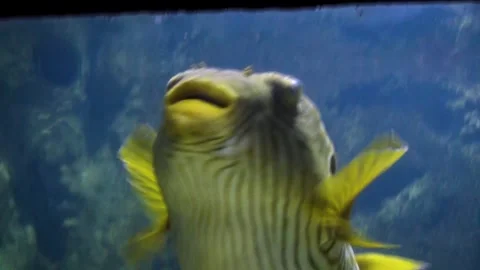 Reticulated pufferfish (Arothron reticularis) Stock Footage 283010809