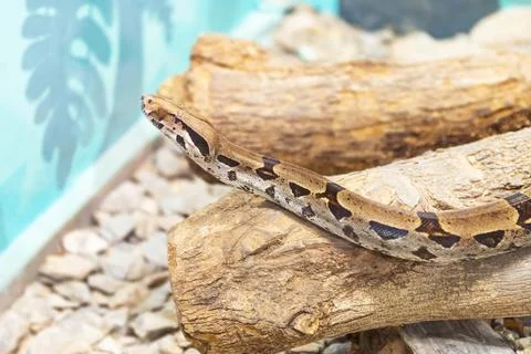 Reticulated python animal zoo snake exotic dangerous pet captive wildlife Stock Photos