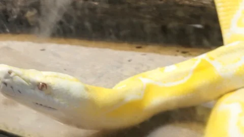 Reticulated Python, Arizona MAH00108 Stock Footage 119545645