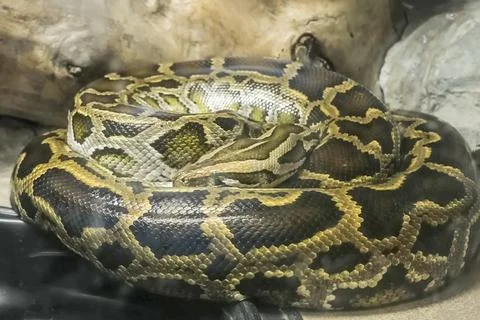 Reticulated python behind glass in terarium large snake Stock Photos