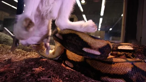 Reticulated python being fed baby goat closeup slow motion wide angle Stock Footage 149427886