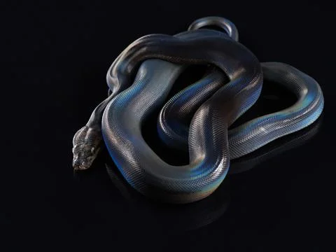 Reticulated Python on black background Photos