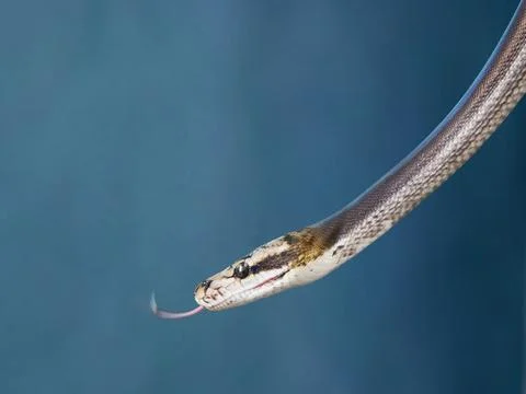 Reticulated Python on black background 스톡 사진