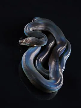 Reticulated Python on black background Foto stock