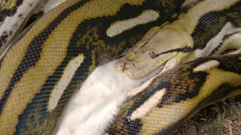 Reticulated python in captivity eating a large mammal wrapped up in Stock Footage 150007962