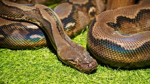 Reticulated Python Close Up on Artificial Green Grass 写真素材