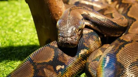 Reticulated Python Close Up Captivating Snake Portrait Stock Photos