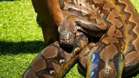 Reticulated Python Close Up Exotic Snake Reptile Photo 库存照片