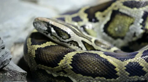 Reticulated python close up Stock Footage 56773209