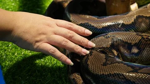 Reticulated Python Close Up with Hand on Scales Foto stock