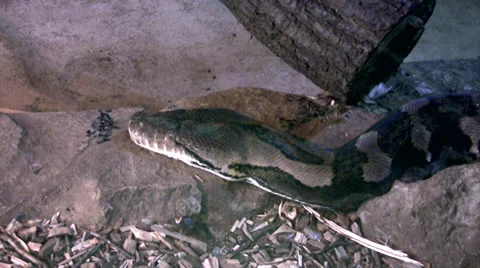 Reticulated python close up of head Stock-Footage 28544819