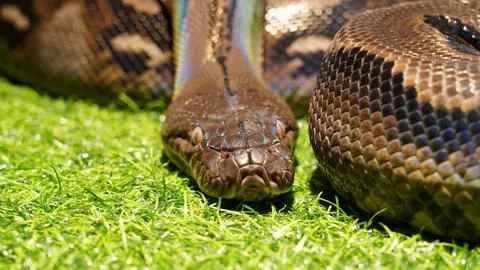 Reticulated Python Close Up Snake on Grass Stockfoto's