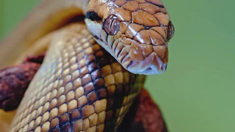 Reticulated python close up static shot showing the snake flicking its forked Stock Footage 345483629