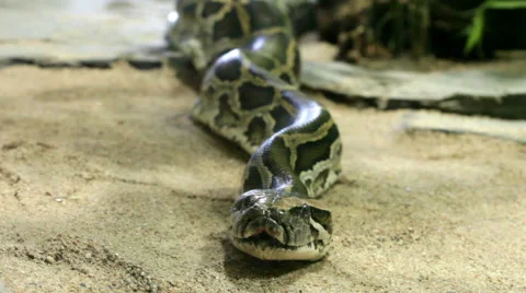 Reticulated python close up, zoom 스톡 동영상 54915154