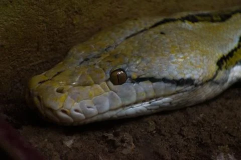 Reticulated python closeup shot, non venomous snake. Stock Photos