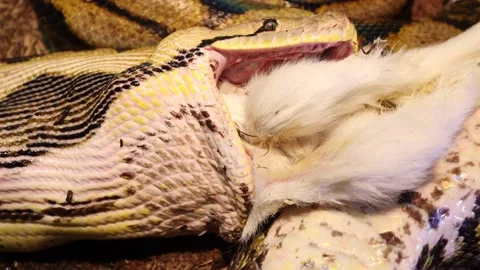 Reticulated python closeup swallowing baby goat slomo Video stock 149427781