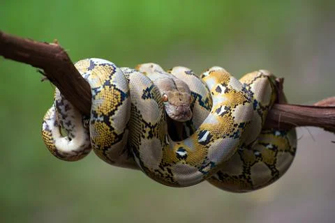 Reticulated python coiled around a tree branch, Indonesia 写真素材