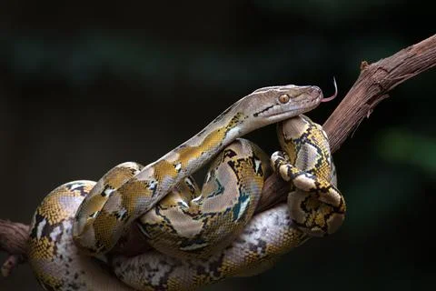 Reticulated python coiled around a tree branch, Indonesia 写真素材