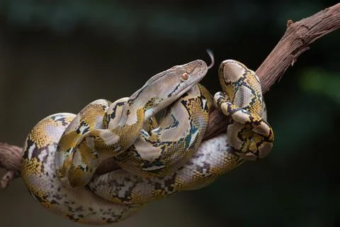 Reticulated python coiled around a tree branch, Indonesia Foto stock