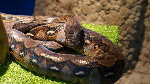 Reticulated Python Coiled on Artificial Grass Closeup Stock Photos