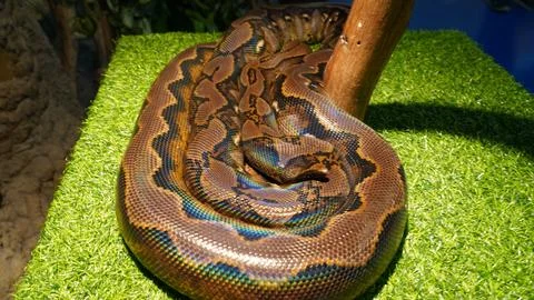 Reticulated Python Coiled on Green Surface Close Up 写真素材