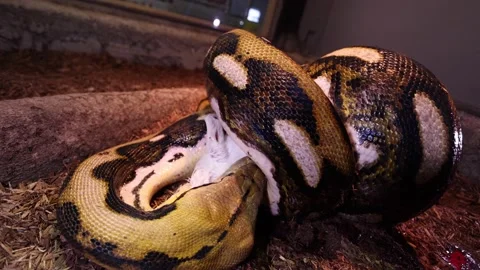 Reticulated python continues to swallow baby goat head slomo Stock Footage 149427772