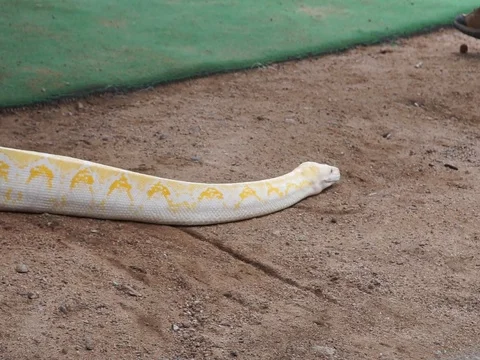 Reticulated Python Crawling On The Ground, Arizona MAH00163 Vidéo 119498241