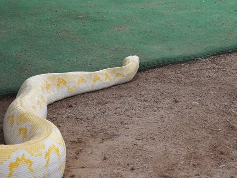 Reticulated Python Crawling On The Ground, Arizona MAH00165 스톡 동영상 119498250