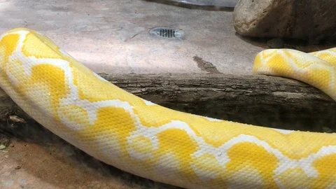Reticulated Python Crawling IMG 0867 2 Stock Footage 119395417