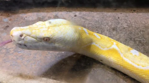 Reticulated Python Crawling IMG 0867 1 Stock Footage 119395418