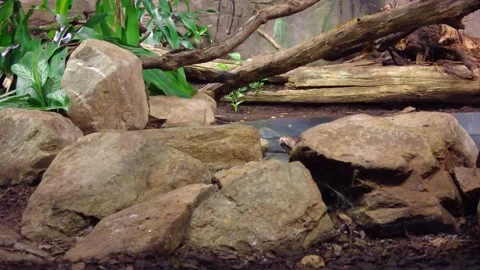 Reticulated Python Crawling On Rocks At Burgers' Zoo In Arnhem, Stock Footage 168231803