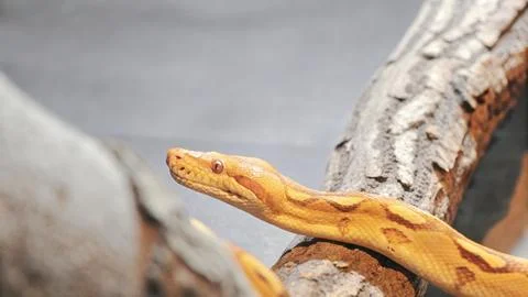Reticulated python crawling on tree 스톡 사진