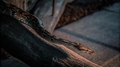 Reticulated python crawling on tree 库存照片
