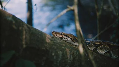 Reticulated python crawling on tree Stockfoto's