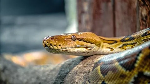 Reticulated python crawling on tree Stockfoto's