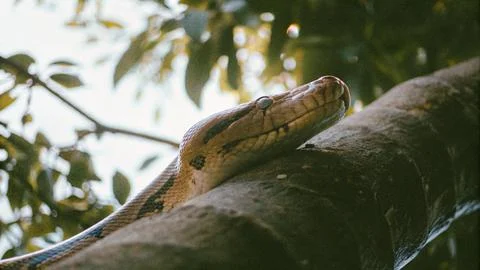 Reticulated python crawling on tree Stockfoto's