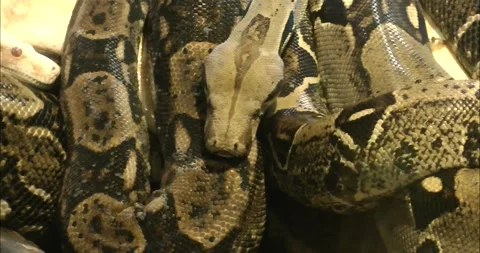 A Reticulated python is curling up 스톡 동영상 343711510