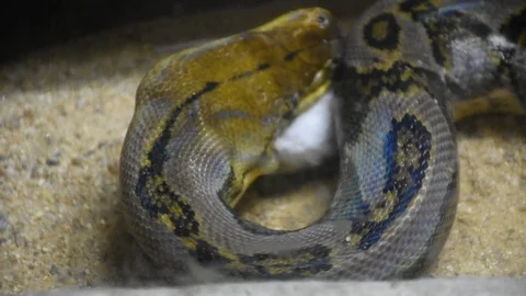 Reticulated python at Dusit Zoo or Khao Din Wana park in Bangkok, Thailand Stock Footage 96325758