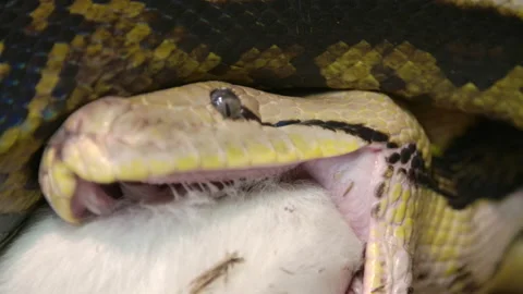 Reticulated python eating a large goat wrapped up in powerful grip Stock Footage 150007937