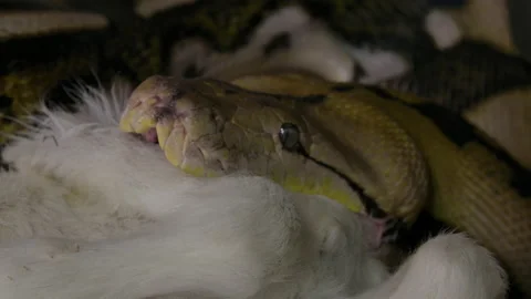 Reticulated python eating a large mammal wrapped up in powerful grip Stock Footage 150007871