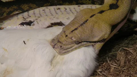 Reticulated python eating a large mammal Stock Footage 150007882