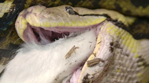 Reticulated python eating a large mammal wrapped up in powerful grip Stock Footage 150007891