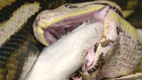 Reticulated python eating a large mammal in powerful grip Stock Footage 150007894