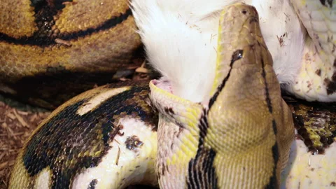 A Reticulated python eating a large mammal wrapped up in powerful grip Stock Footage 150007899